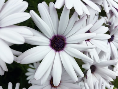 白色花瓣花朵的特写照片
